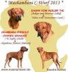 Rhodesian Ridgeback Welpen Wurfankündigung um den 16. Mai 2022