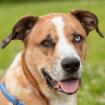 HUGO BOSS - Mischling - 3 Jahre - Tierhilfe-Franken e. V.