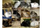 Chinchilla Jungtiere in versch. Farben