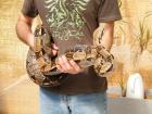 6 5 kg Boa Zuchtbock