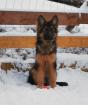 Langhaarschäferhundewelpen suchen ein neues zu Hause