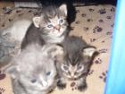 Neva masquarade waldkatze sibirische katze