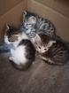 Kleine Kätzchen 3 kleine Kater