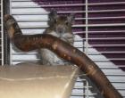 4 Degu männchen 4 Degu weibchen Käfige Zubehör