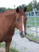 Reitbeteiligung auf 13j. QH Stute - Kein Stalldienst nur Reiten