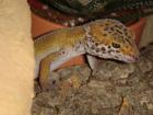 Leopardgeckos gesund und zutraulich abzugeben