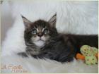 4 hübsche black tabbys suchen liebevolles Personal