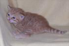 2 süße BKH-Kater in red tabby spotted und red ticked tabby