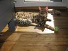Reinrassige Bengalkitten. Auszug bereit