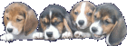 Süße Beagle Welpen abzugeben