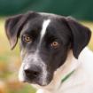 FLOPSI - junger Mischling - 1 Jahr - Tierhilfe-Franken e. V.