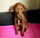 Brenda sucht ein passendes Zuhause