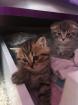 Süße BKH Black-Golden / Silver Tabby Jungs Fold/ Strike