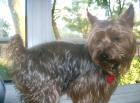 Mittelgrosse yorky dame zum decken ges. in nrw