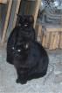 Katzen aus dem Tierschutz suchen neues Zuhause