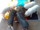 Minischwein Babys bekannt aus TV suchen ein neues zu Hause
