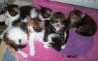 Maine Coon Babys sind auf der Suche .