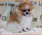Teacup Pomeranianwelpen gescheckt orange-sable weiß