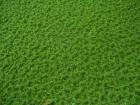 Biete seltenes Feenmoos Azolla f.