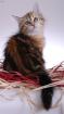 Reinrassige Sibirerbabys suche ein Zuhause