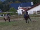 Mehrere Pferde und Ponys suchen ein liebevolles zuhause
