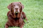 LORELLA - anhänglicher toller Labrador - 7 5 Jahre - Tierhilfe-Franken e. V.