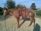 Suche Reitbeteiligung Western für liebe Appaloosa-Stute Ldkr. ED