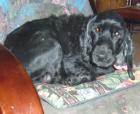 Cucki 5-6 J. Cocker Spaniel sucht eigene Familie