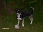 Hundedame decken