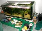 540l Aquarium wegen Auflösung 150x60x60 CO2 Lieferung möglich Komplett