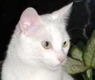 Tauber weißer Kater Felix verliert erneut sein Zuhause