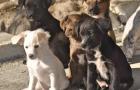 Anixi sucht ein passendes Zuhause