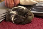 PAULCHEN - Sheltie-Meerschweinchen - 1 Jahr - Tierhilfe-Franken e. V.
