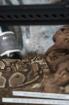 Königspython mit neuwertigem Terrarium Unterschrank und vollständigen Zubehör