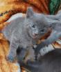 Russisch blaue BKH MIX