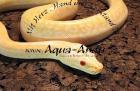 Python molurus bivittatus granit albino 500 - Euro