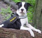 Swoopdog Fachausstattung für Freizeit - Sport und Diensthunde.