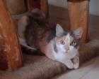 Coco Glückskatze sucht dringend glückliches Zuhause aus dem Tierschutz / gechipt geimpft kastr