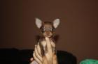 Russischer Toy Toy Terrier.