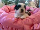 Bildschöne Shih-Tzu-Welpen geb. 11. 7. Abg. Mitte Okt. mit 12 Wochen