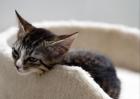 Nala - sucht dringend ein Zuhause aus dem Tierschutz / gechipt geimpft