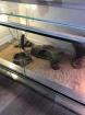 Bartagame mit kompletten terrarium