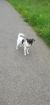 Chihuahua Mischling