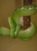 Morelia Viridis ARU DNZ vom 24. 2. 010