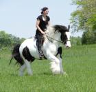 Irish Tinker Stute Hengst und Wallach- 5-6 Jahre- 148cm- Falbe