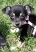 Chihuahua-Zwergpinscher Mischling Zubehör