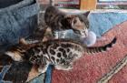 Wunderschöne Bengal Kitten Mini Leoparden