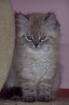 Perser Colorpoint Katerchen