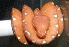 Baumpythons Tigerpythons Chamäleon Warane Geckos usw.
