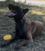 Deckrüde Malinois Kein Verkauf